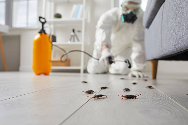 Commercial Kitchen Cockroach Control in Tyrone